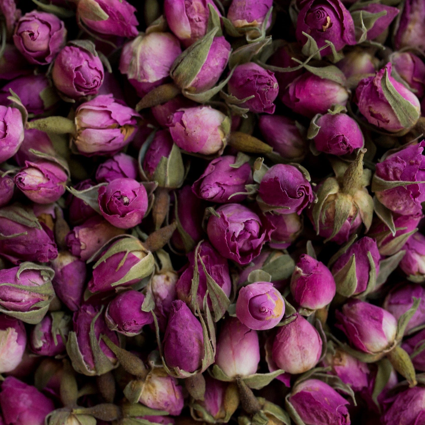 Persian pink rose Botanicals Botanicaspices 